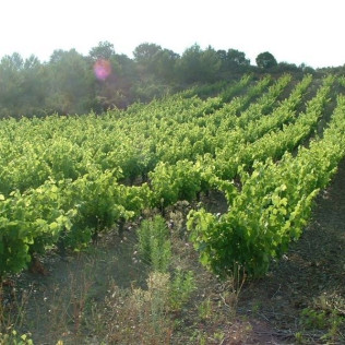 Visite de Vignobles, Dégustation de Vins et Assiette Gourmande (Vingrau, Pyrénées-Orientales - 66)