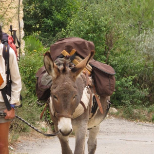 Randonnée “Renard” avec les Ânes (Saint-Martin-de-Brômes, PACA - 04)
